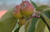 jablo - Malus tschonoskii