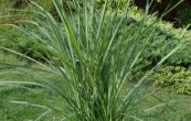 ozdobnice nsk Purple Fall - Miscanthus sinensis Purple Fall