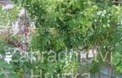 trnovnk akt Twist Baby - Robinia pseudoacacia Twist Baby