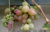 rva vinn Ataman - Vitis vinifera Ataman