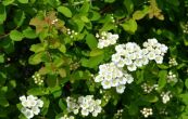 tavolnk niponsk Halward's Silver - Spiraea nipponica Halward's Silver