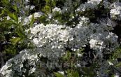 tavolnk popelav Grefsheim - Spiraea cinerea Grefsheim