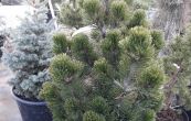 borovice blokor Compact Gem - Pinus leucodermis Compact Gem