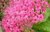 tavolnk Bumaldv Crispa - Spiraea  bumalda Crispa