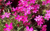 plamenka - Phlox douglasii