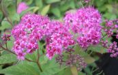 tavolnk Bumaldv Anthony Waterer - Spiraea  bumalda Anthony Waterer