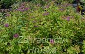 tavolnk japonsk Goldflame - Spiraea japonica Goldflame