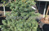 jedle plstnatoplod Green Globe - Abies lasiocarpa Green Globe