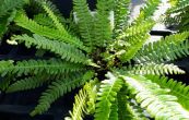 ebrovice rznolist - Blechnum spicant