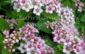 tavolnk japonsk Little Princess - Spiraea japonica Little Princess