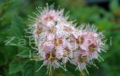 tavolnk japonsk Nana - Spiraea japonica Nana