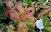 weigelie rov Wings of Fire - Weigela florida Wings of Fire