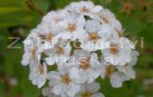 tavolnk van Houttev - Spiraea  vanhouttei