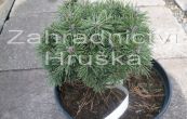 borovice pyrenejsk Kamila - Pinus uncinata Kamila