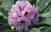 Pnink Dominik - Rhododendron Dominik