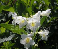 weigelie rov Bristol Snowflake - Weigela florida Bristol Snowflake