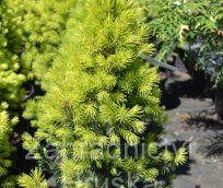 smrk siv Biesenthaler Frhling - Picea glauca Biesenthaler Frhling