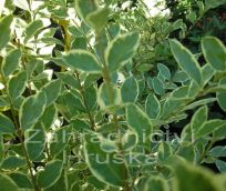 pta zob vejitolist Argenteum - Ligustrum ovalifolium Argenteum