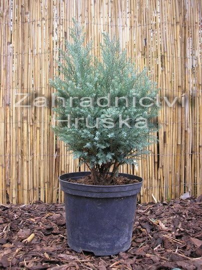 cypiek Lawsonv Blue Surprise - Chamaecyparis lawsoniana Blue Surprise