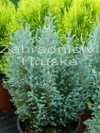 cypiek Lawsonv Blue Surprise - Chamaecyparis lawsoniana Blue Surprise