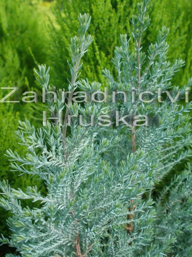 cypiek Lawsonv Blue Surprise - Chamaecyparis lawsoniana Blue Surprise