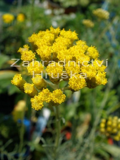 smil Icicles - Helichrysum stoechas Icicles