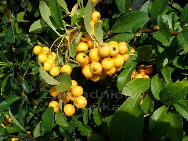 hlohyn arlatov Golden Charmer - Pyracantha coccinea Golden Charmer