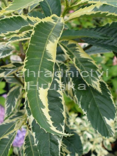 katanovnk jedl Variegata - Castanea sativa Variegata