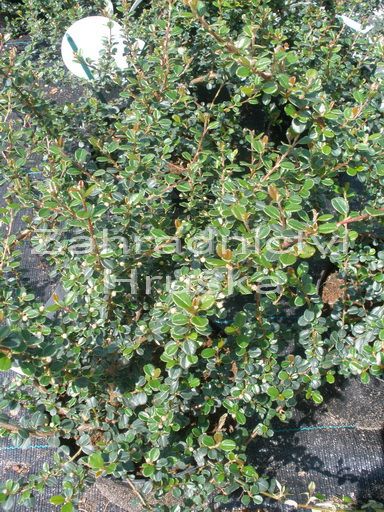 skalnk drobnolist - Cotoneaster microphyllus var. glacialis