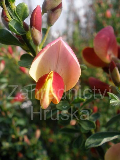 janovec metlat Goldfinch - Cytisus scoparius Goldfinch