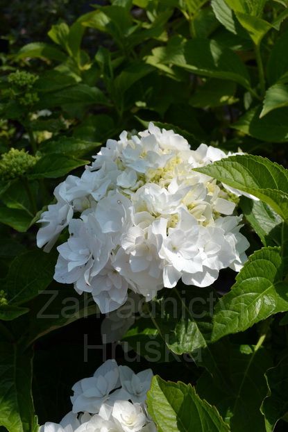 hortenzie velkolist Coco - Hydrangea macrophylla Coco