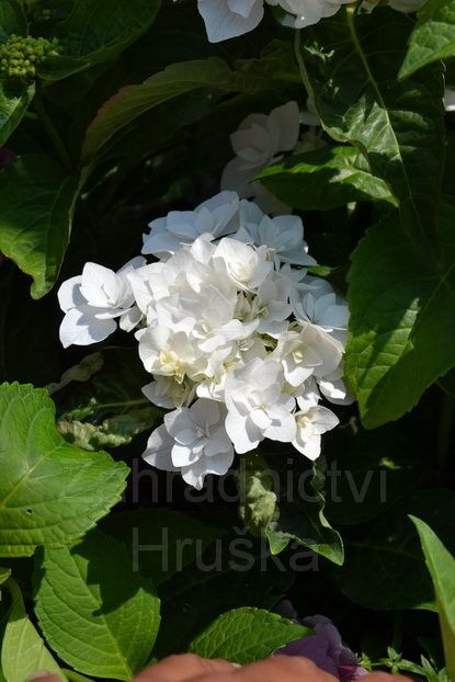 hortenzie velkolist Coco - Hydrangea macrophylla Coco