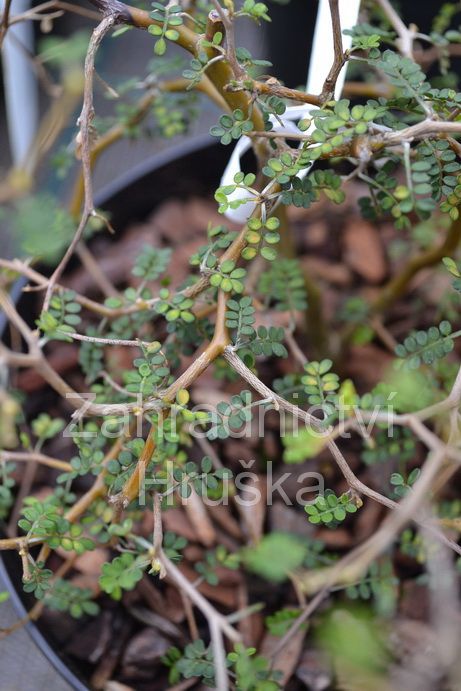 jerln Little Baby - Sophora prostrata Little Baby