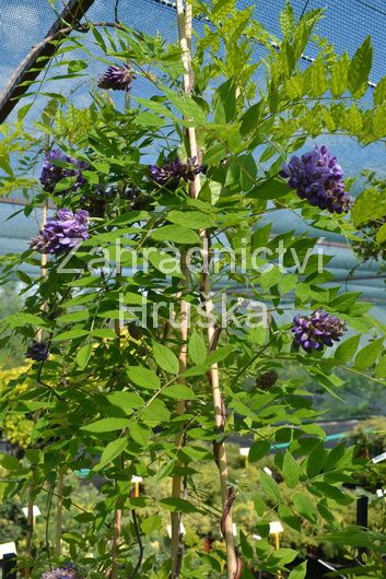 vistrie kovit Amethyst Falls - Wisteria frutescens Amethyst Falls