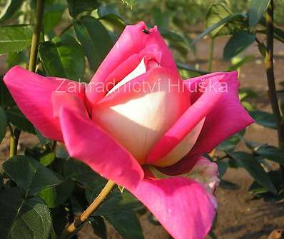 Růže Kronenburg