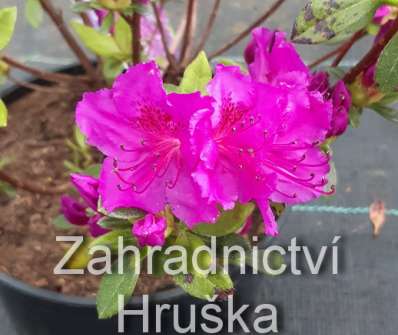 Azalea japonica 'Enzett Lilienstein'