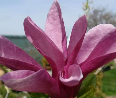 šácholan - Magnolia liliflora 'Susan'...