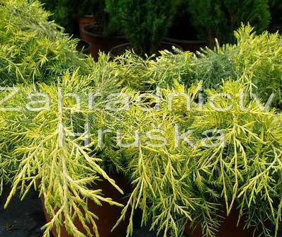 jalovec - Juniperus media 'Golden Saucer'