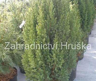 jalovec - Juniperus chinensis 'Stricta'.