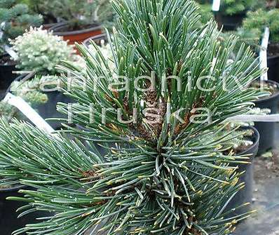 Borovice - Pinus aristata