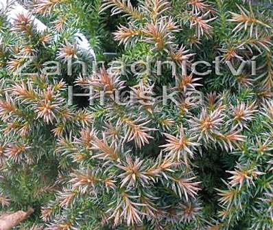 Cryptomeria japonica 'Vilmoriniana'