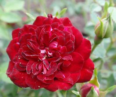 Růže Red Cascade