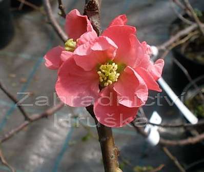 kdoulovec - Chaenomeles superba 'Pink Lady'