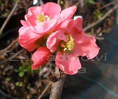 kdoulovec - Chaenomeles superba 'Pink Lady'