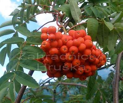 jeřáb - Sorbus aucuparia 'Pendula'