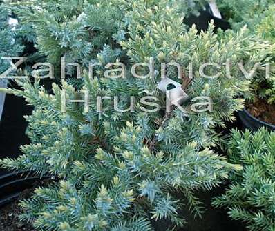 jalovec - Juniperus squamata 'Dream Joy'