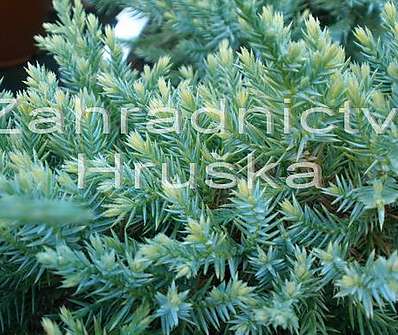 jalovec - Juniperus squamata 'Dream Joy'