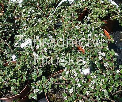 skalník - Cotoneaster procumbens 'Queen of Carpets'