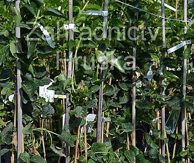 hortensie - Hydrangea ssp. 'Petiolaris'