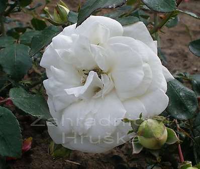 Růže White New Dawn